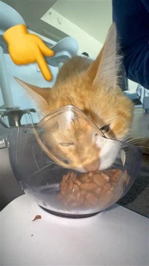Ai Decides How Much Food I Give My Cat…🐈