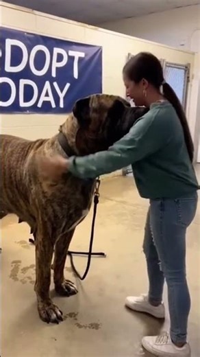 Giant Dog Gets Heartwarming Hug at Adoption Center