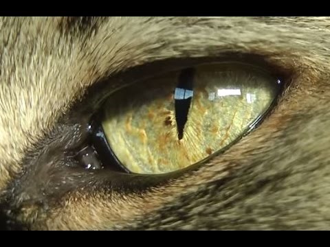 Cat's eye extreme close-up