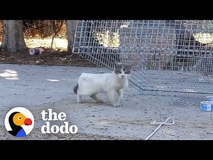 Three-Legged Cat Gets Handmade Sweaters | The Dodo Cat Crazy