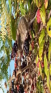 Although it is permitted to cut hedgerows in September it is really best not to. Autumn is such an important time for wildlife as they build their stores for winter. Hedgerows at this time of year are heaving with fruits, nuts and berries so much better to hold off with the hedge-cutters! | Irish Wildlife Trust