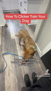 Clicker Training 101 #clickertraining #dogtraining #trainyourdog #dogproblems #trainmydog #dogobedience #dogtrainingclasses | Best Buddy Dog Trainer, LLC