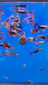 1.2K views | Some of our fish enjoying a good feed on the nt labs fish treats. These tubs are great value at just £5.99 each. Plenty to give your fish a daily treat for a couple of months. #newarrivals #aquatics #fishkeeper #plantedaquarium #fishkeeping #keepingitlocal #aquascaping #fishtank #aquarium #allmymoneygoestofish #tropicalfishtank #ntlabs #ntlabscalioficial | Fish Tank ltd Rugby warwickshire | Facebook