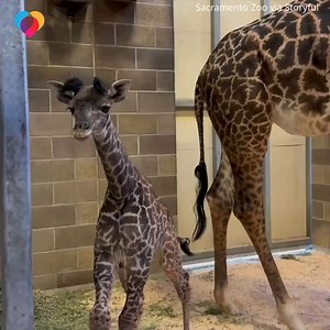 4.6M views · 1.4K reactions | The Sacramento Zoo has welcomed a new baby giraffe – only 20 other giraffes have been born there since 1954 漣 ❤️ | The Uplift | Facebook