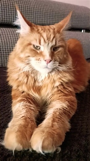 надейся на лучшее #кот🐱 #мотивация #жизнь #успех