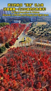 Recently, the red maple forest at Wuhan Wenhua College has entered its peak viewing season. Tens of thousands of red maple trees have transformed the campus into a vibrant sea of red, attracting numerous citizens and tourists. The college's maple planting initiative began in 2010 with the introduction of 300 North American red maple trees near the South Gate. After over a decade of careful cultivation, the campus now boasts nearly 10,000 red maples spanning a total area of 290 mu. | Open Hubei