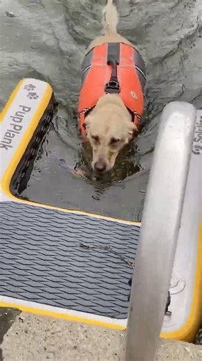 Molly Swimming In The Rain