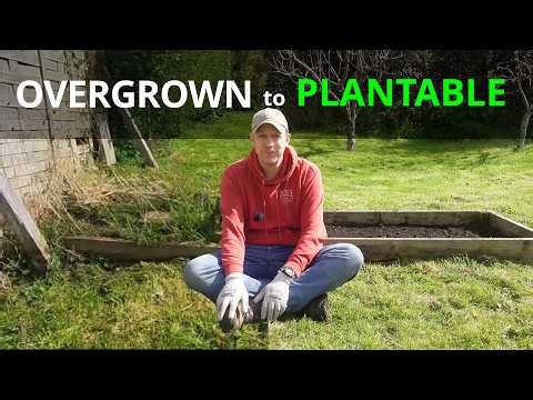 Stop Procrastinating: How I Reclaimed My Overgrown Garden
