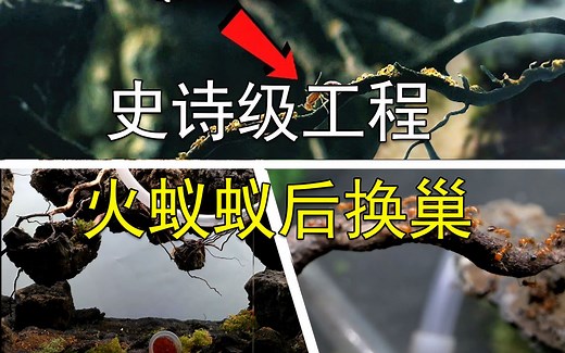 【AntsCanada】它来了它来了！蚁后搬入了浮山生态巢（中英双字）