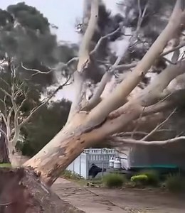 Is been a wild and woolly day across much of NSW with gale force winds bringing down trees and damaging property. This evening more than 100 RFS members remain in the field assisting the NSW SES as the clean up continues. Be safe and call 132 500 for storm assistance or Triple Zero (000) in an emergency. 🎥 Coachwood Cres, Alfords Point. (Sutherland LGA) | NSW Rural Fire Service