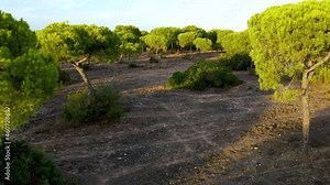 Unique Evergreen Pinus pinea, also known as the Italian stone pine, umbrella pine, and parasol pine Close up in Forest in Cartaya at Sunset, Huelva Province, Andalusia, Spain - Pull back POV