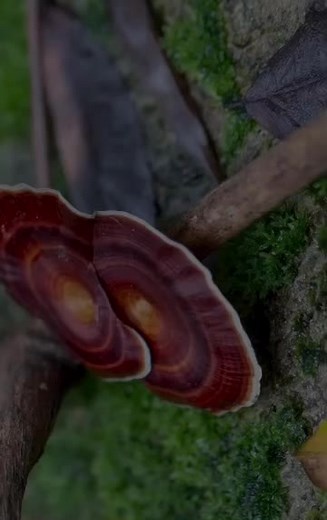 Beneficios del Ganoderma Lucidum para la Salud