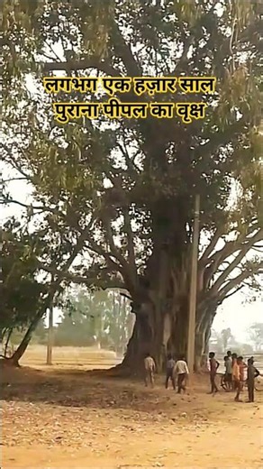 biggest tree 🎄 || #bigtree #oldtree #shorts #shortsvideo