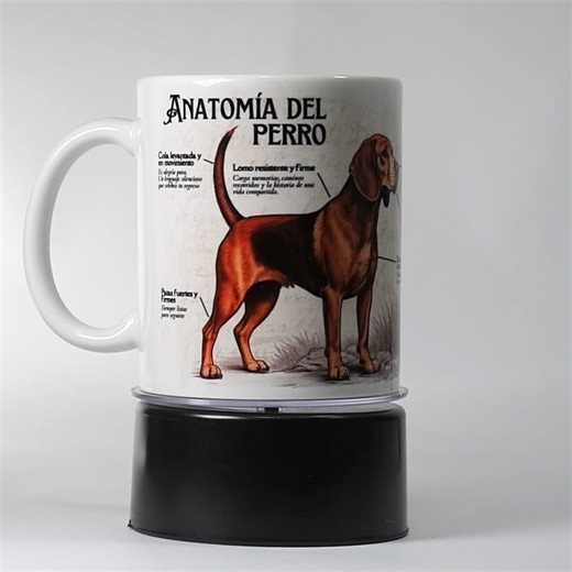 Anatomía del Perro
