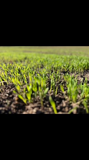 Improving soil structure and preventing erosion . The Winter Rye will help us grow vegetables for those experiencing food insecurity in 2026! #franklinfarmri #cumberlandri #foodinsecurityri | Franklin Farm RI