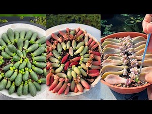 How to Propagate Succulent from Leaves| Succulent Garden| 多肉植物 | 다육이들 | Suculentas