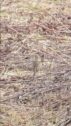 Meadow Pipit (Anthus pratensis) Bird watching Samsung Galaxy S23 Ultra 4k 60fps zoom #birds #nature