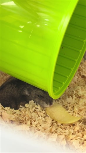 Healthy Apple Treats for Hamsters
