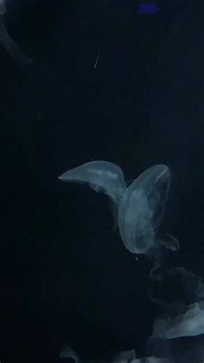 ugly puff (@uglypuff)’s videos with POV Comfort Version - Moonlightbae