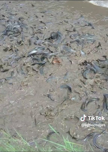 Catfish Farming Techniques in Ponds Explained