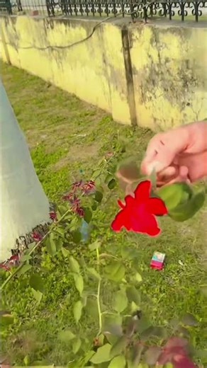 tere te main vari Java ❤️❤️❤️❤️🫶🫶🫶🫶😘😘😘😘