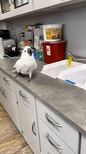 4.9K views · 232 reactions | Singer singing on the table...列 #parrots #greenparrot #ringneck #birds #pets | I am a ParrotS | Facebook