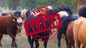 8K views · 180 reactions | Help drive the future of the Alamo!  The...