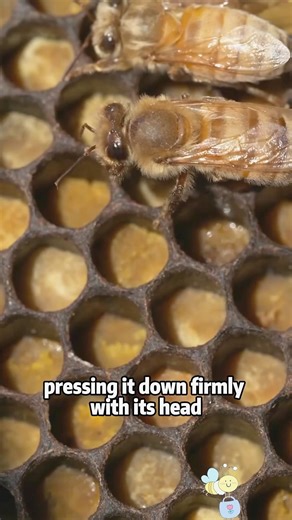 How do bees make bee bread? The secret is revealed!#animals #lovestory #shortfeed #science #bees
