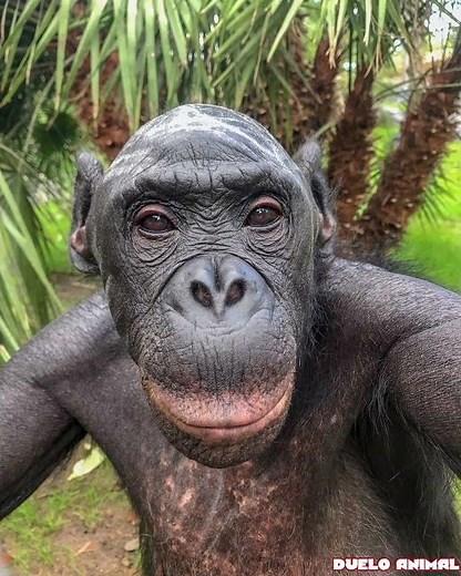 5 Interesting Facts About Bonobos!