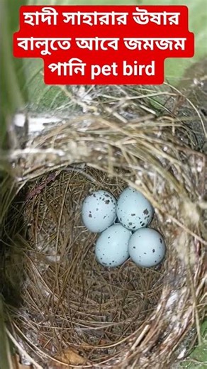 হাদী সাহারার ঊষার বালুতে আবে জমজম পানি #azharinewwaz #bangladesh #হাদী #azharparrot #islamicp #bayan