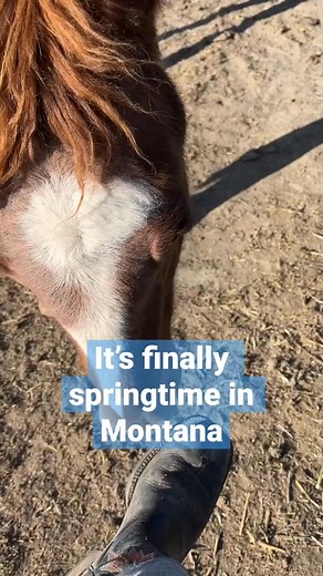 Springtime in Montana - #montana #equestrian #horse #trending | Clever Cowgirl
