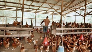 7.3K reactions · 125 shares | Agro Innova is building tools that meet smallholder poultry farmers where they are—with tech-driven solutions to improve access to markets and inputs. This Company is solving real challenges through innovation. Watch the full story in our docu-series: https://bit.ly/AgTechDocuseries-M | MEST Africa | Facebook