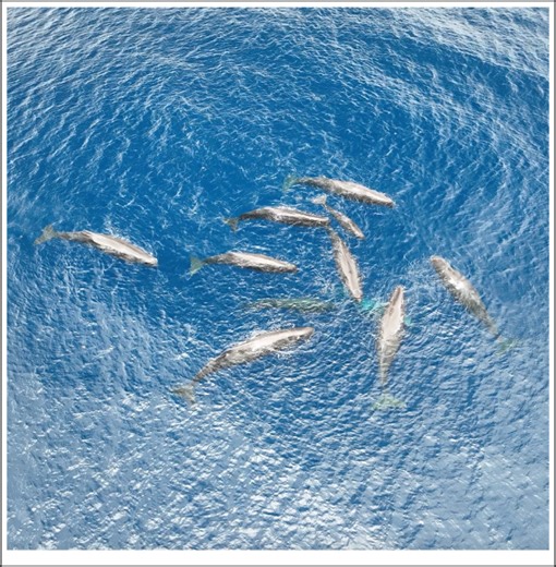 Description of a collaborative sperm whale birth and shifts in coda vocal styles during key events - Scientific Reports