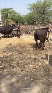 1.4M views · 13K reactions | Buffalo Bull Mating ❤️ #sultanbuffolo #delivery #palampur_the_heart_of_hp #tawikle #jyoticatangri #Topper #love #reels #snapshot #trend #murah #MURAHSLOT #murahbanget #viralvideo #viralpost #reelsvideo #reelschallenge #reelsfb #delivery | Buffalo And Cow Markit Thural H.P | Facebook