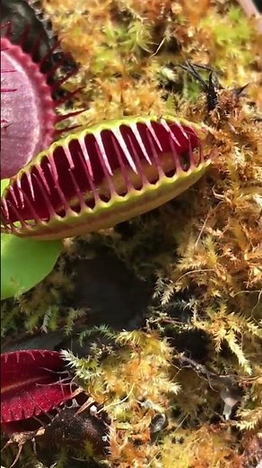 CARNIVOROUS PLANTS EATING ( fly traps ) dionaea