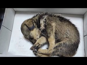 Dog Mom Left Her Dying Baby To Human, Hope Someone Can Help Her But Puppy Suddenly Is In Coma