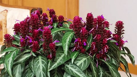 10 houseplants that produce rare and gorgeous blooms