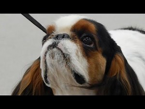 SPEAK. Ep37: The English Toy Spaniel (King Charles Spaniel)