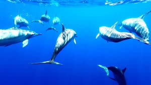 Why Dolphins Testing Positive For Fentanyl Is Causing Alarm in the Gulf of Mexico