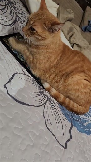 When you put your tablet on the bed Skylander means bed time triumphantly #shorts