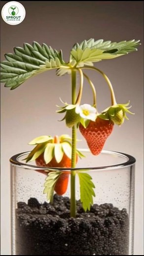 Strawberry Plant Care Guide – How to Grow Sweet & Healthy Strawberries at Home | #strawberry #shorts