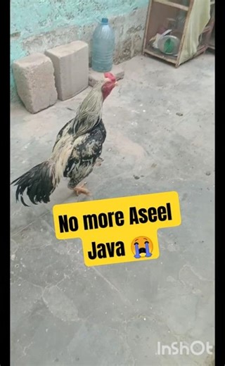 Aaj aseel Java Mar Gaya fighter😭😭 #birds