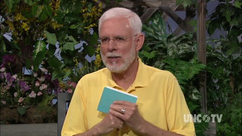 Growing Baptisia Plants