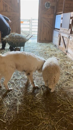 Everyone likes to watch Papa get the barn cleaned up. Even George was there for inspection | Our Farmacy
