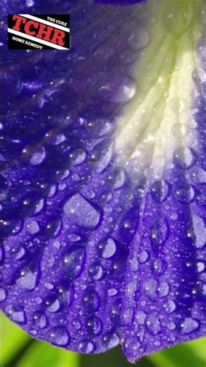 Sulit Tidur dan Sering Cemas? Ini Rahasia Herbalnya