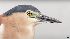 Bird Photography With the Canon EOS R5