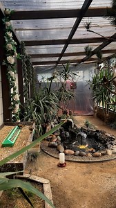 139K views · 20K reactions | Aviary Birds #paradiseparkaviary #aviary #birds #outdooraviary #aviarybirds #finches #koi #fish #pond #fishpond | paradiseparkaviary | Facebook