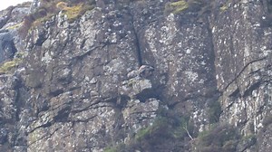 Golden Eagles today, Distant 2576mm focal length !!!! Lightening the load before take off......... | Wildlife Within Scotland