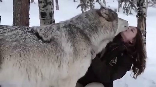 89K views · 4.9K reactions | The heartwarming moment Kekoa the giant timber wolf plays with a wildlife worker | Wolf Lovers | Facebook