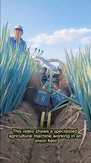 Satisfying Farming Process: Onion Cultivation Machine in Action